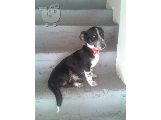 Μικροσωμο σκυλακι χαριζεται