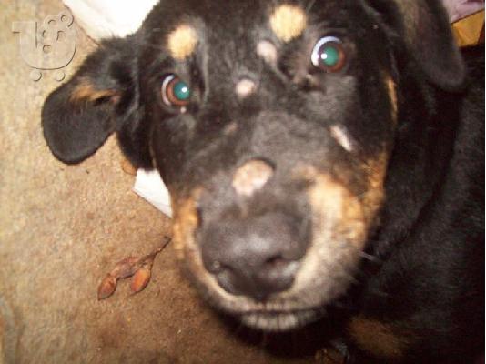 Μεγαλοσωμο ημιαιμο rottweiler χαριζεται