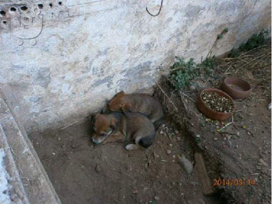 Κουταβακια χαριζονται
