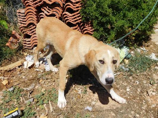 Labrador 7 μηνών