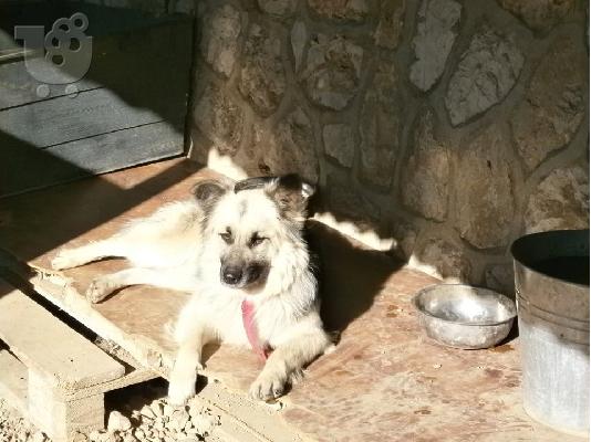 Λυκοσκυλιτσα χαριζεται