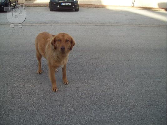 Νεογεννητα κουταβακια αναζητουν οικογενειες