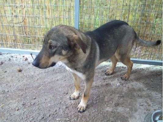 Ο Πετρος χαριζεται