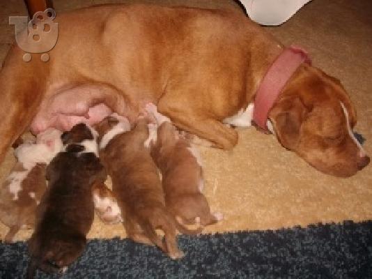 Πανέμορφα κουταβάκια American Staffordshire Terrier