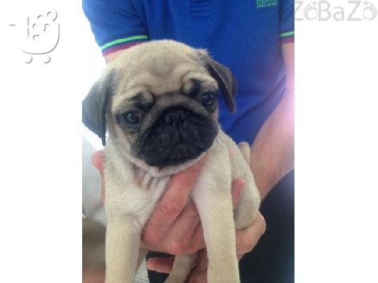 cute nice looking pug puppies for adoption free