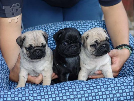 PoulaTo: μικρές Pugs