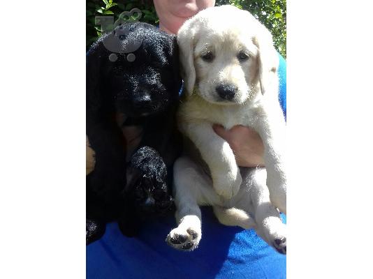 Labrador Retriever Σκύλοι και κουτάβια προς πώληση