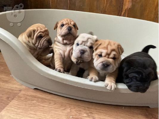 PoulaTo: Πανέμορφα κουτάβια Shar Pei προς πώληση