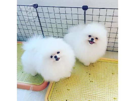 PoulaTo: Καταπληκτικά κουτάβια από Pomeranian