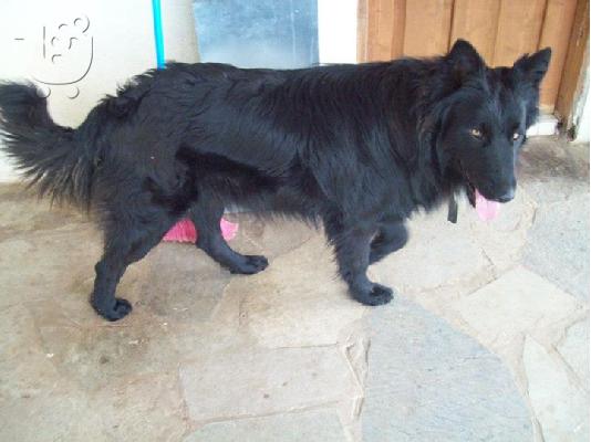 PoulaTo: Ημιαιμοι λυκοι/κολευ χαριζονται για συντροφια κ φυλαξη