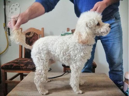 Αγορά poodle παιχνιδιών