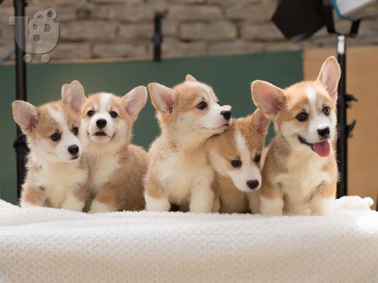 PoulaTo: Κουτάβια Pembroke Ουαλίας Corgi