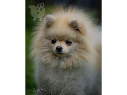 Pomeranian Spitz