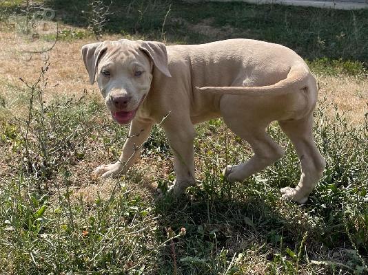Pitbull κουτάβια προς πώληση