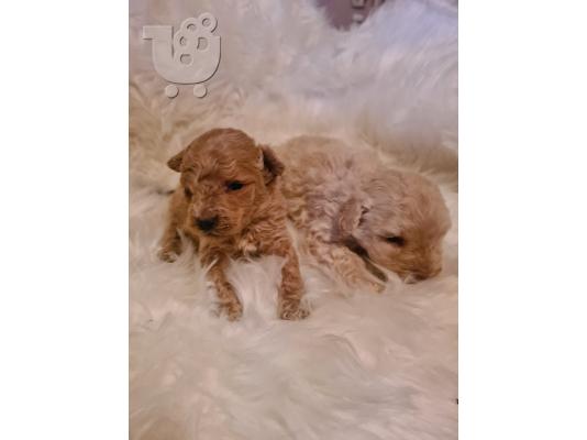 PoulaTo: Maltipoo κουτάβια προς πώληση