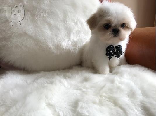 PoulaTo: Απόλυτη cutie, μικρό κουτάβι Shih Tzu έτοιμο τώρα