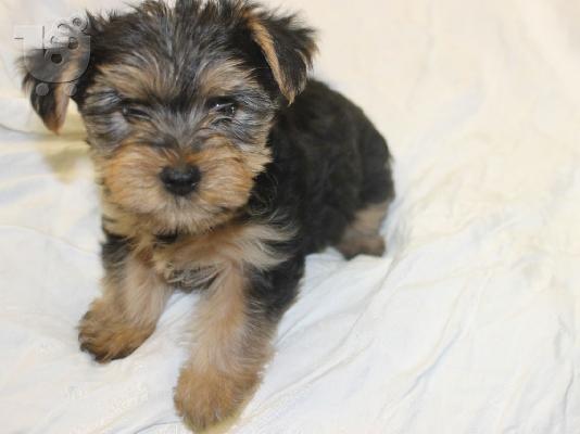 PoulaTo: Teacup Yorkie