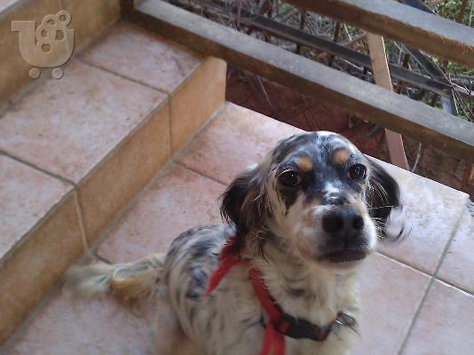 PoulaTo: Κουκλα σκυλιτσα χαριζεται