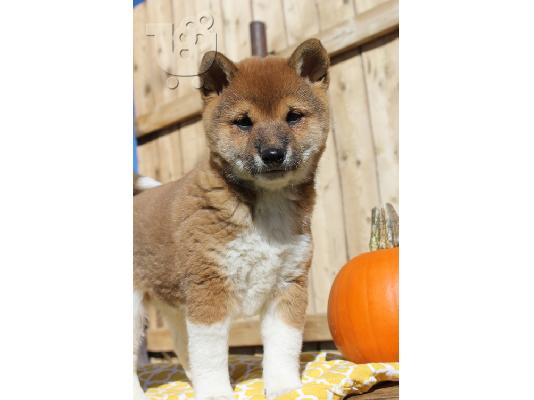 Shiba Inu Puppies