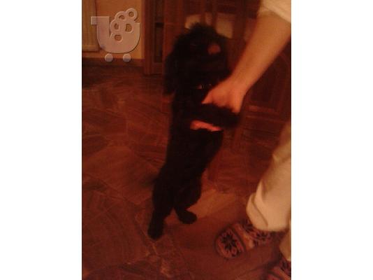 Μικροσωμο σκυλακι χαριζεται