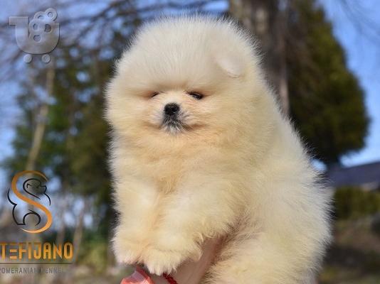 PoulaTo: Premium καθαρόαιμα κουτάβια Pomeranian