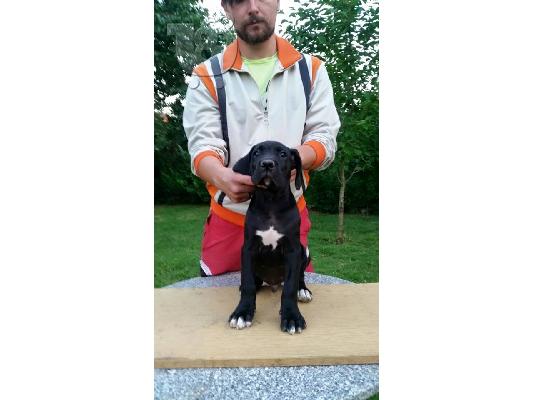 PoulaTo: Cane Corso καθαροαιμα 6979314054- ΚΡΗΤΗ
