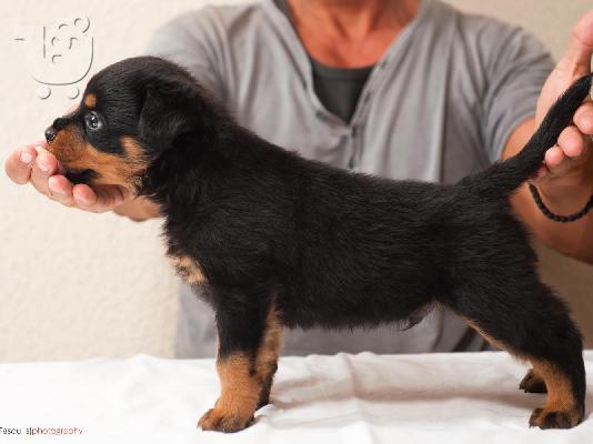 PoulaTo: ΡΟΤΒΑΙΛΕΡ ΚΟΥΤΑΒΙΑ ΕΚΘΕΣΙΑΚΑ