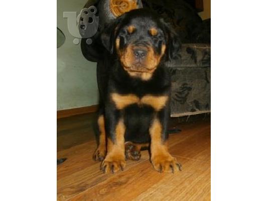 Rottweiler καθαροαιμα κουταβια ΘΕΣΣΑΛΟΝΙΚΗ 2311 288 660