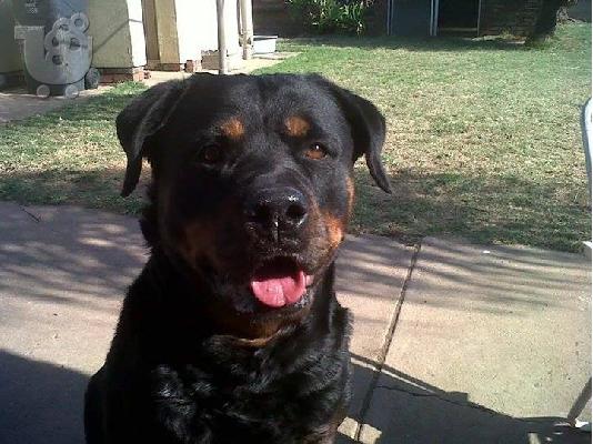Rottweiler καθαροαιμα 6979314054 ΡΟΔΟΣ