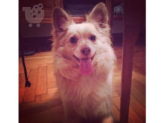 PoulaTo: ΧΑΡΙΖΕΤΑΙ ΣΚΥΛΑΚΙ ΠΟΥ ΠΡΟΣΦΑΤΑ ΕΧΑΣΕ ΤΟ ΑΦΕΝΤΙΚΟ ΤΟΥ