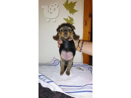 PoulaTo: Yorkshire Terrier