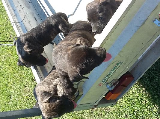 Πρεσα καναριο