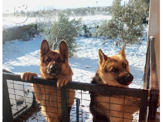 PoulaTo: Γερμανικα ποιμενικα πωλουνται