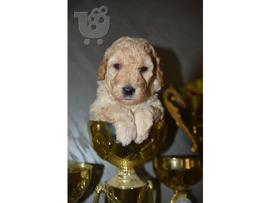 Γαλλικό TOY Poodle
