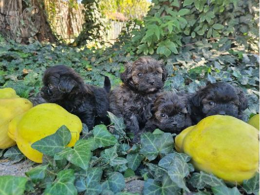 Μικροσκοπικά poodles