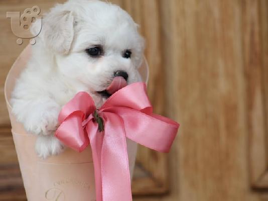 PoulaTo: Bichon Frize κουτάβια