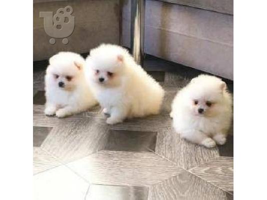 Γεια σας, εδώ έχουμε 2 πανέμορφα κουτάβια Pomeranian