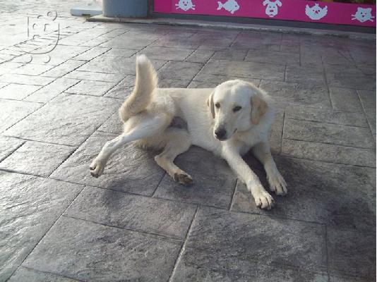 PoulaTo: Νεαρες σκυλιτσες χαριζονται