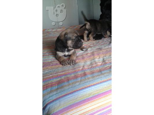 CANE CORSO ITALIKO MASTIF