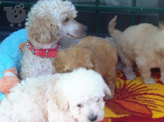 Kανισακι ρoodle καθαροαιμο κουταβακι