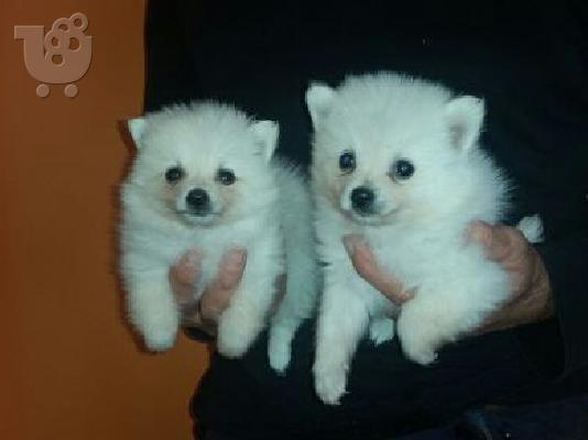 PoulaTo: MINI SHPITS