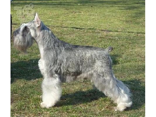 PoulaTo: Schnauzer mini SALT PEPPER Θηλυκό, 10 μηνών