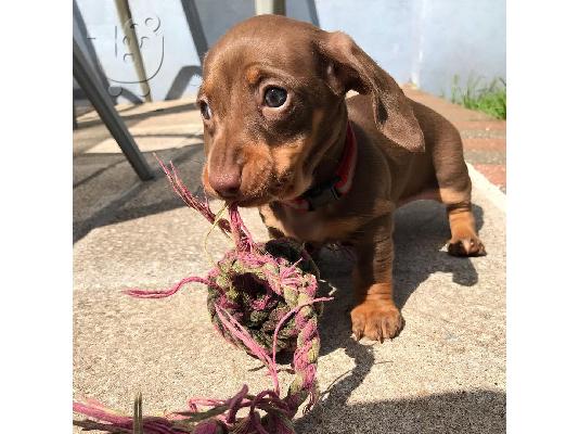 PoulaTo: Μίνι Dachshunds