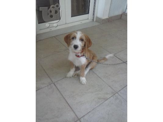 PoulaTo: πωλειται καθαροαιμο γκριφον