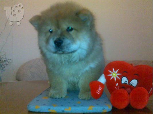 Τσόου Τσόου – 400 euro