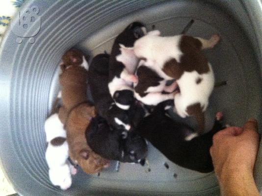 PoulaTo: PIT BULL american staff