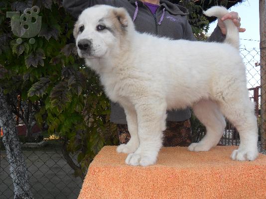 ΠΩΛΟΥΝΤΑΙ ΚΟΥΤΑΒΙΑ ΚΕΝΤΡΙΚΗΣ ΑΣΙΑΣ