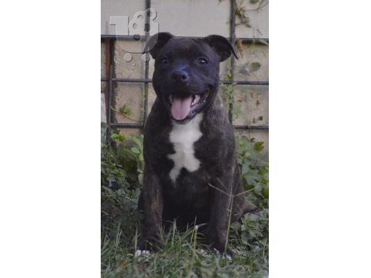 Staffordshire Bull Terrier