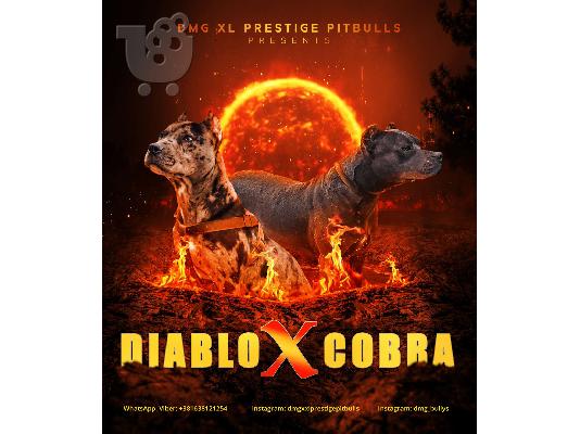 PoulaTo: Pitbull κουτάβια