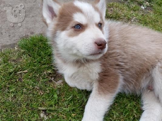 PoulaTo: Αρχική εκπαιδευμένα κουτάβια της Σιβηρίας Χουκέτες διαθέσιμα